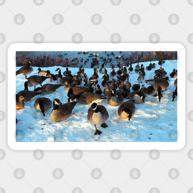 Mallard Duck and Canada Goose Flock In The Snow Sticker by BackyardBirder